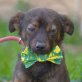NONO, Pinscher-Mischling, unkastriert Welpen - Rüde