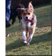 NORA, Beaglemixhündin - Hündin