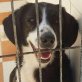 NORA ...KLEINES GOLDIGES MÄDEL IN TÖTUNG - Hündin