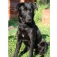 NORA, Labradormix - Hündin