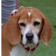 NORA - Linares, Beagle, kastriert - Hündin