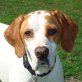 NORA, Pointer, kastriert, ca. 3 Jahre alt - Hündin