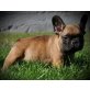 NORRIS von der Bullymonsterranch , Französische Bulldogge Welpen - Rüde