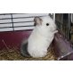 NOTFALL 16 Chinchillas warten dringend !!!