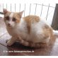 NOTFALL! Gonzales - Kater