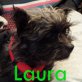 NOTFALL  Laura, Yorkie-Mix, - Hündin