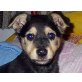NOTFELL PuppyKid muss DRINGEND raus!!, Zweifarbiger Mix - Hündin