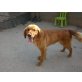 NOU, Golden-Retriever-Mix - Rüde