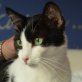 NUBE, Europäische Kurzhaarkatze - Katze