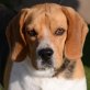 NUKIE - Linares, Beagle, kastriert - Rüde