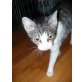 NYAFI sucht Kuschelplatz - Katze