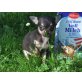 Nabucco, Chihuahua kurzhaariger Schlag Welpen - Rüde