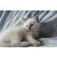 Nabucco Ragdoll Kater, Ragdoll - Kater