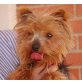Nacho, Yorkshire Terrier - Rüde