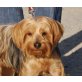 Nadal, Yorkshire Terrier - Rüde