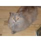 Nadel, Orischa, Britisch Langhaar - Katze