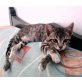 Nadia, Kleines Schmusemädchen Nadia - sucht Liebe - Katze
