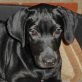 Nadia, Labrador-Mischling Welpen - Hündin