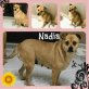 Nadia, Mix - Hündin