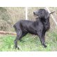 Nadja, Labrador-Mix - Hündin