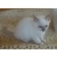 Naemi vom hanlah, Heilige Birma - Katze