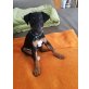 Nahla, Jack Russel Zwergpinscher Welpen - Hündin