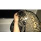 Naiara, Ruhige Katze 3 Jahre jung - Katze