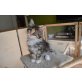 Naira, Maine Coon - Katze