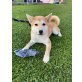 Nairobi, Shiba Inu - Hündin