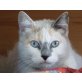 Nais, liebes Siam-Mix-Mädel - Katze