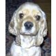 Nala 10, Spaniel Hündin - Hündin