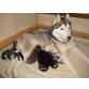 Nala-Aylana-Shisara-Shaneva-Nashita-Aponi, Siberian Husky Welpen - Hündin