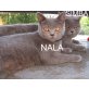 Nala, Britisch Kurzhaarkatze - Katze