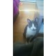Nala, Britisch Kurzhaarkatze - Katze