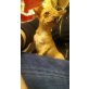 Nala, Chihuahua kurzhaariger Schlag Welpen - Hündin