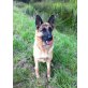 Nala, Deutscher Schäferhund - Hündin