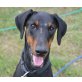 Nala, Dobermann - Hündin