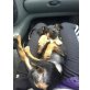 Nala, Fox Terrier, Jack Russel - Hündin