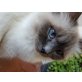 Nala, Heilige Birma - Katze