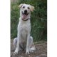 Nala, Labrador-Mix - Hündin