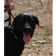 Nala, Labrador Retriever - Hündin