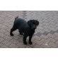 Nala, Labrador Retriever - Hündin