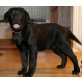Nala, Labrador Retriever - Hündin