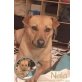 Nala, Mischling - Hündin