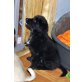 Nala, Mix - Hündin