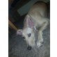Nala, Nala Mischling - Hündin