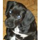 Nala, Nora, Lara, Willi, Timi,.., Schnauzermischlinge Welpen - Rüde