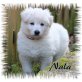 Nala, Nur noch 1 weißes Langhaar Schäferhundwelpenm Welpen - Hündin