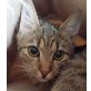 Nala, Pflegestelle in Plankstadt - Katze
