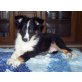 Nala, Sheltie Welpen - Hündin